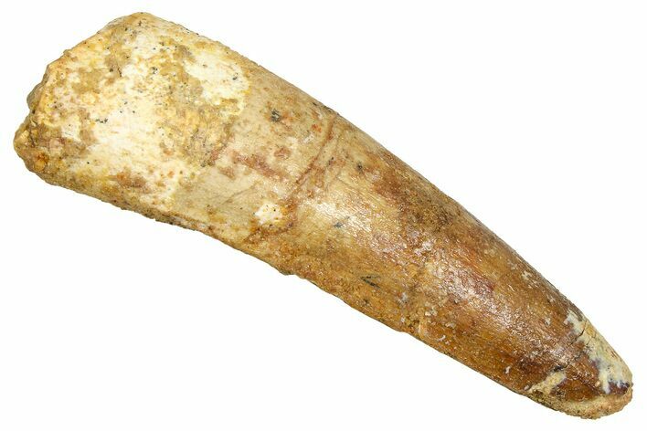 Fossil Spinosaurus Tooth - Real Fossil Tooth #370748